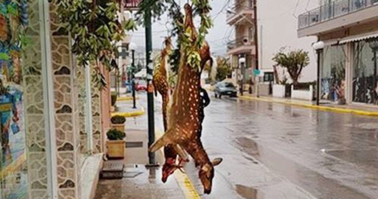 Kρεοπωλείο στην Εύβοια κρέμασε δύο ελάφια για τα Χριστούγεννα