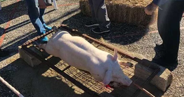 Πλήθος Λαρισαίων στο πατροπαράδοτο έθιμο της «γουρουνοχαράς»