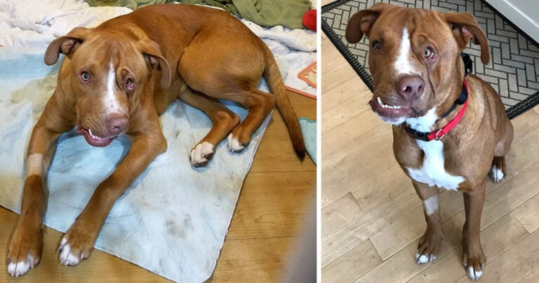 Κουτάβι με αλλοιωμένο πρόσωπο βρήκε μια ζεστή οικογένεια λίγο πριν τα Χριστούγεννα