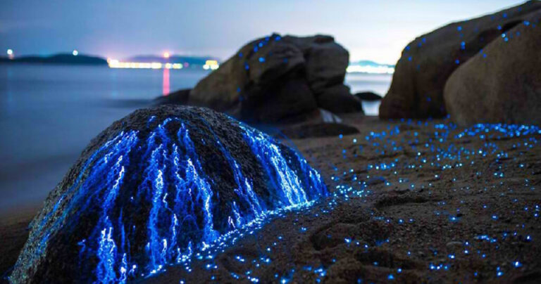 Γαρίδες που φωσφορίζουν κάνουν βράχους στην Ιαπωνία να μοιάζουν ότι ματώνουν μπλε χρώμα