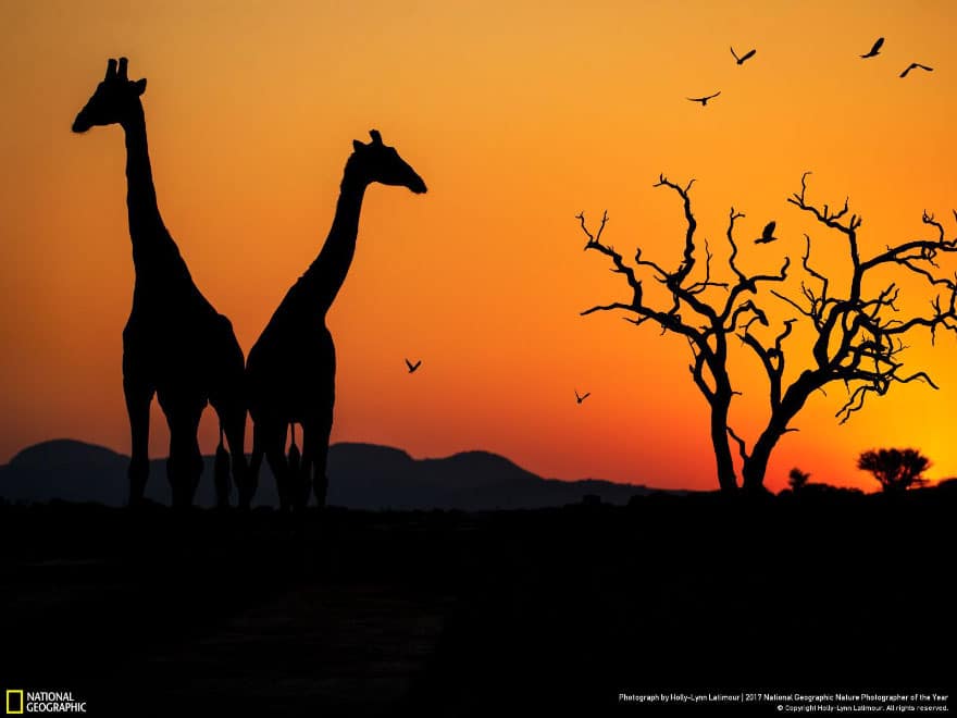 Sunset On The Savanna, Holly-Lynn Latimour