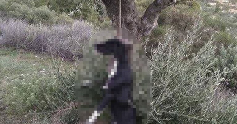 Σκύλος βρέθηκε κρεμασμένος σε ελιά στην Κάρπαθο