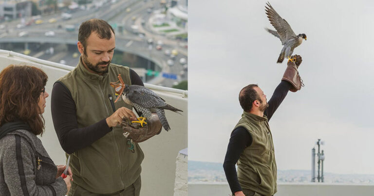 Η απελευθέρωση τραυματισμένου γερακιού από το Μέγαρο του ΟΤΕ
