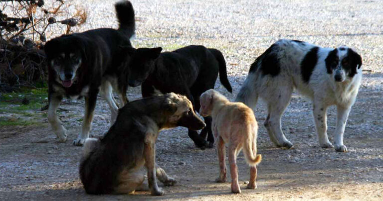 Χάδι για τα ζώα, χαστούκι για τους ασυνείδητους ιδιοκτήτες
