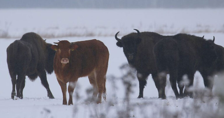 Aγελάδα δραπέτευσε από φάρμα για να ζήσει σαν βίσονας