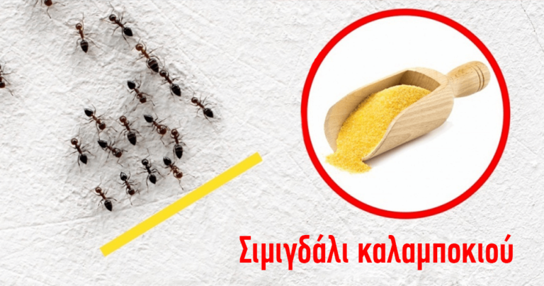 3 τρόποι για να απαλλαγείτε από έντομα με ασφάλεια χωρίς χημικά