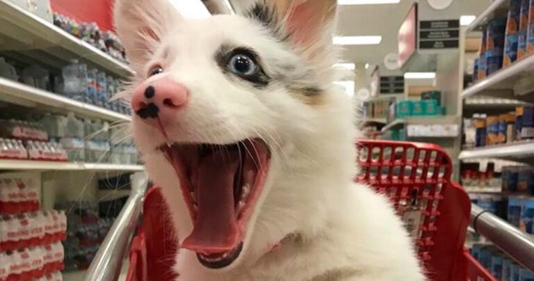 Σκυλίτσα πήγε στο σούπερ μάρκετ και είχε την καλύτερη στιγμή της ζωής της