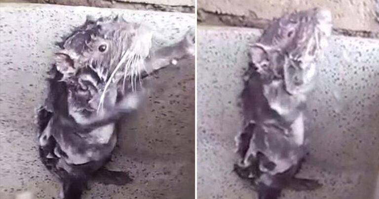 Αρουραίος κάνει κανονικά μπάνιο σαν άνθρωπος σε νεροχύτη