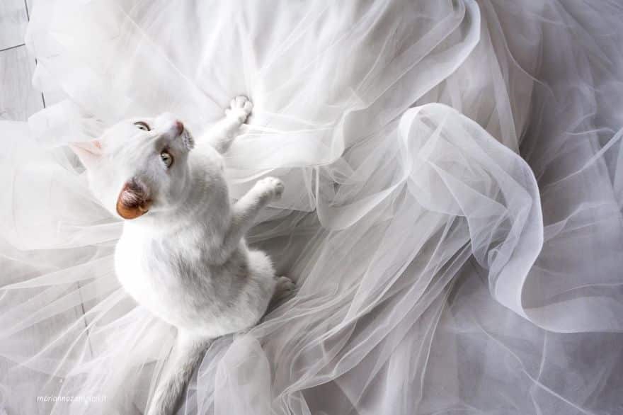i do post marriage private shooting with cats 5a4deb72ac48a 880