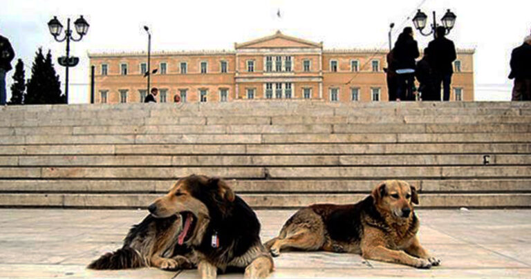 Τροπολογία στέλνει τα αδέσποτα σε στρατόπεδα συγκέντρωσης