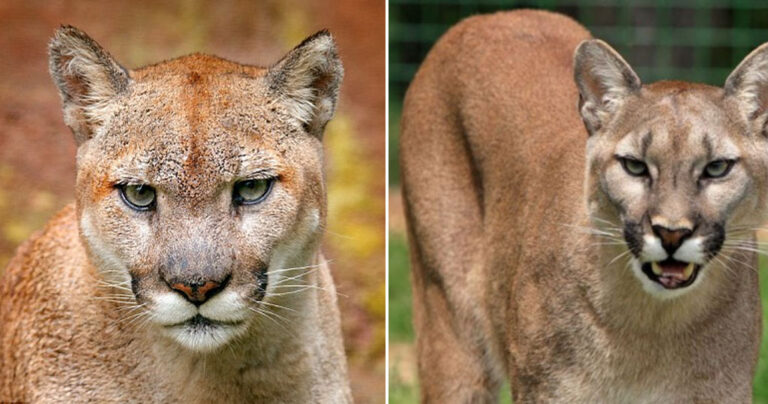Εξαφανίστηκε και επισήμως το ανατολικό κούγκαρ