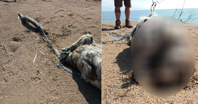 Αποτρόπαια κακοποίηση και θανάτωση σκύλου σε παραλία της Μεσσήνης