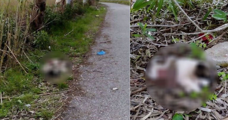 Άγνωστοι πυροβόλησαν και σκότωσαν επτά κουτάβια στο Μεσολόγγι