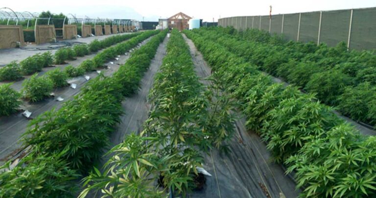 Μεγάλο ενδιαφέρον για επενδύσεις στην καλλιέργεια φαρμακευτικής κάνναβης στην Ελλάδα