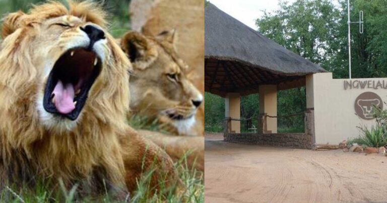 Λαθροκυνηγός κατασπαράχθηκε από αγέλη λιονταριών σε καταφύγιο της Νότιας Αφρικής