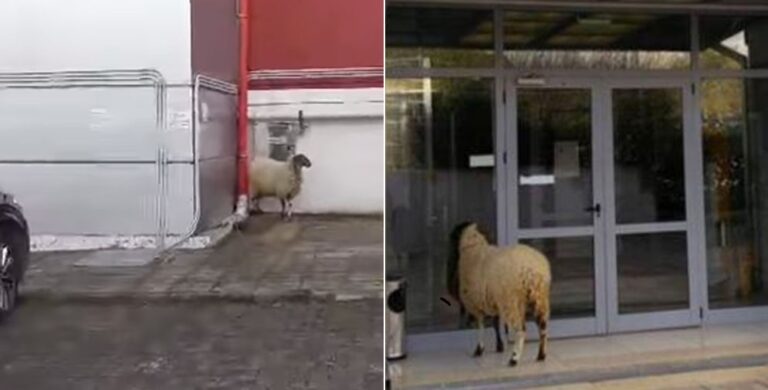 Πρόβατο έκανε ντου στo στούντιο της Μενεγάκη και δεν το κουνούσε από το τζιπ της