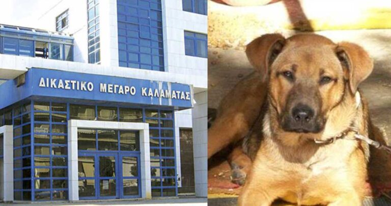 Καλαμάτα: Φυλάκιση 1 έτους και 5.000 ευρώ σε άντρα που κλότσησε σκύλο