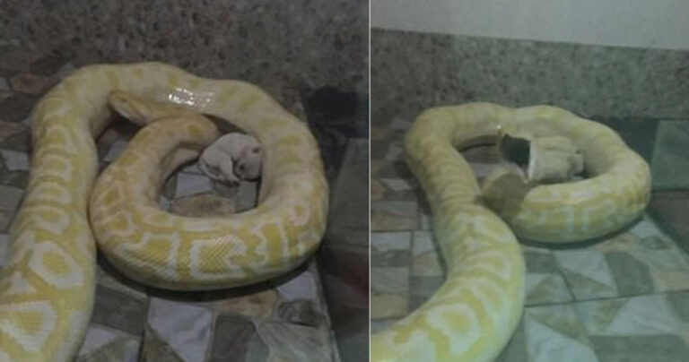 Ζωολογικός κήπος στην Κίνα ταΐζει πύθωνες με πολύ μικρά κουταβάκια