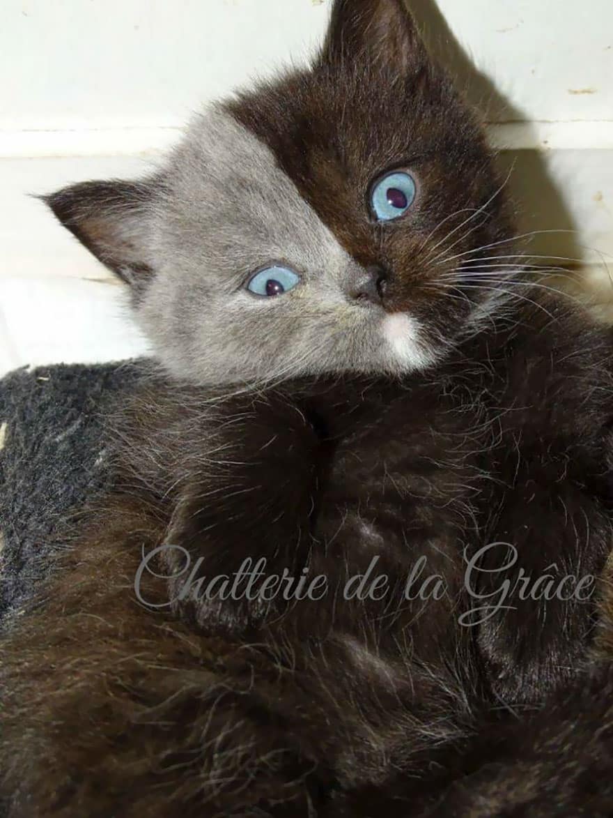 two faced cat british short hair france jean michel labat 17