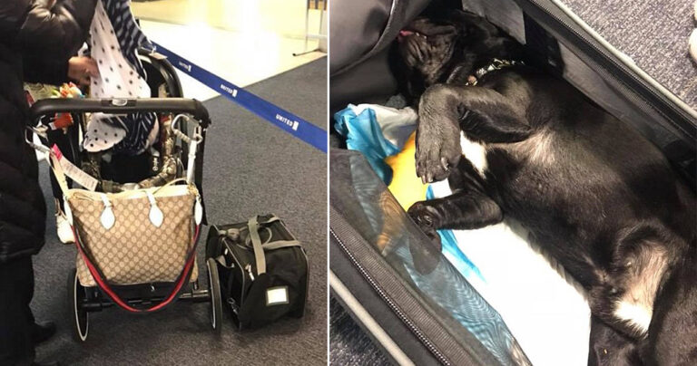 Κουτάβι πέθανε σε πτήση επειδή η αεροσυνοδός το έβαλε σε ντουλαπάκι αποσκευών