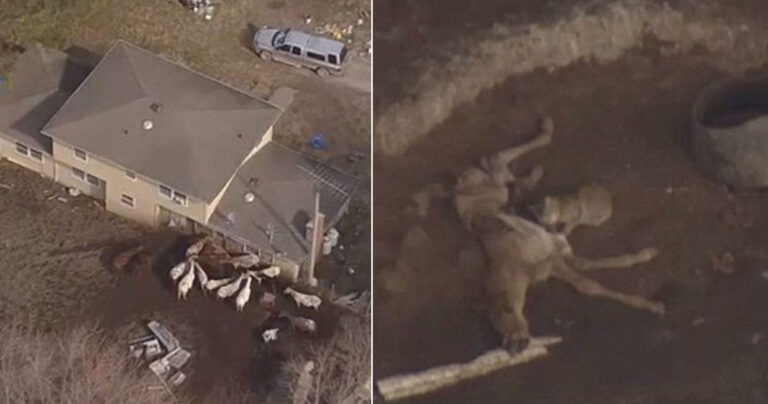 25 νεκρά άλογα ήταν τόσο πεινασμένα που έτρωγαν το αλουμίνιο από τους τοίχους αγροκτήματος