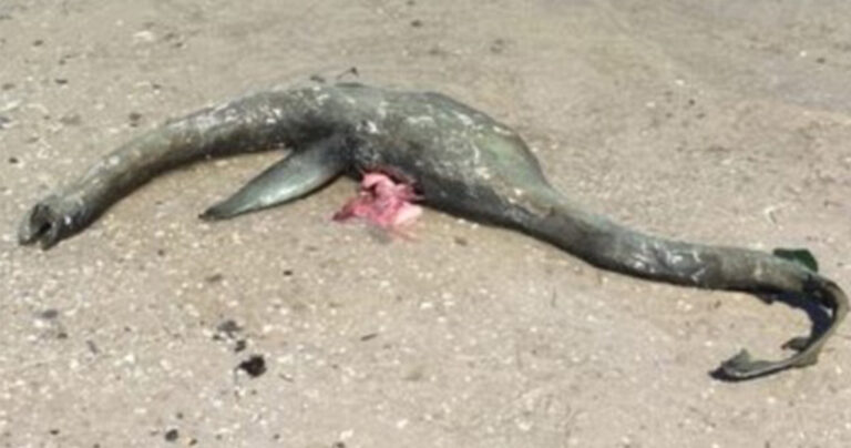 Θαλάσσιο πλάσμα που μοιάζει με το τέρας του Λοχ Νες ξεβράστηκε στην Αμερική