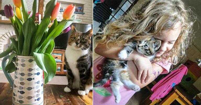 Γάτα έφαγε τουλίπες και πέθανε από δηλητηρίαση