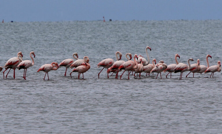 Πάνω από 300 ροζ φλαμίνγκο έφτασαν στην Κέρκυρα και πρόσφεραν μαγεία