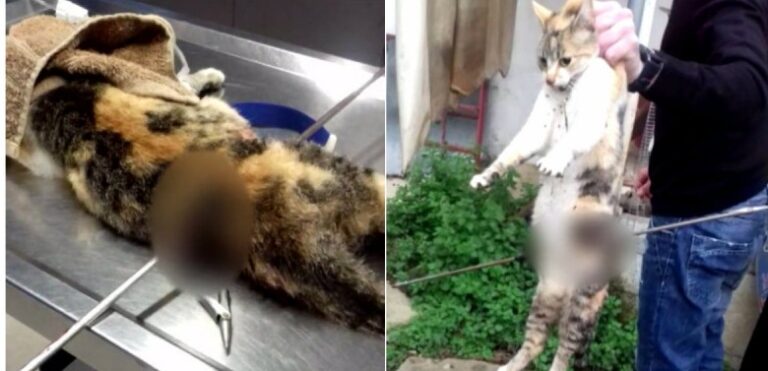 Καρδίτσα: 1 χρόνο φυλακή και 5.000 ευρώ στο 60χρονο που σούβλισε γάτα με ψαροντούφεκο