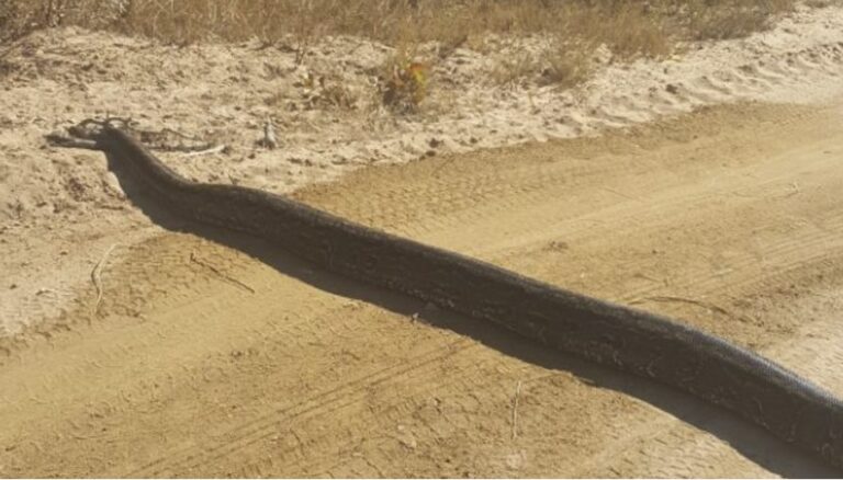 Νόμιζαν ότι ήταν εμπόδιο για να κόψουν ταχύτητα αλλά τελικά ήταν πύθωνας