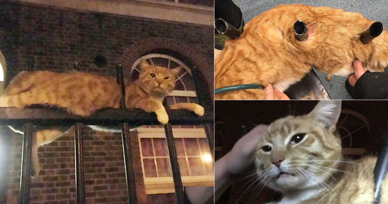 Γάτος παλουκώθηκε σε μεταλλικό φράχτη και κατάφερε να επιζήσει