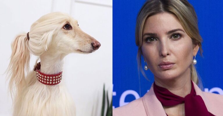 Σκυλάκι έγινε διάσημο επειδή μοιάζει με την κόρη του Τραμπ