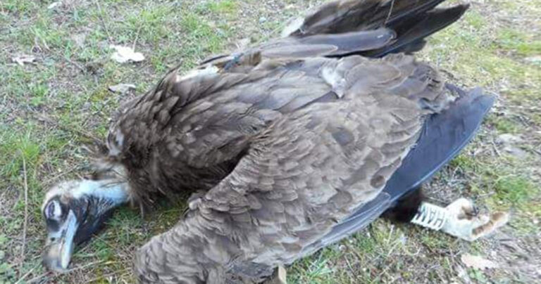 Σπάνιο προστατευόμενο είδος μαύρου γύπα ήρθε στην Ελλάδα και πέθανε από φόλα