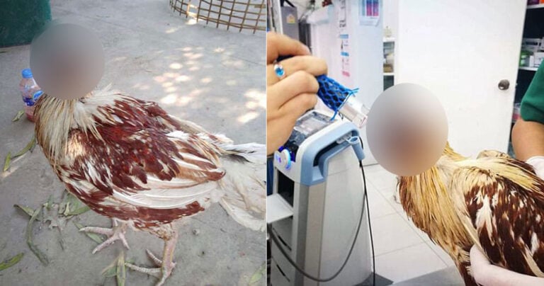 Αποκεφαλισμένη κότα ζει και μεγαλώνει κανονικά εδώ και μία εβδομάδα