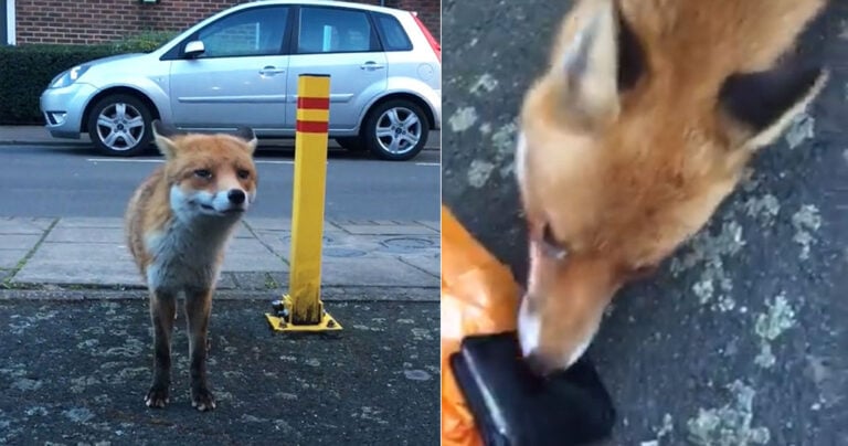 Πλησίασε μια αλεπού για να την βγάλει βίντεο και εκείνη του έκλεψε το πορτοφόλι