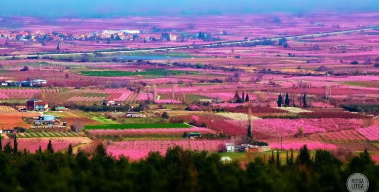 Οι ανθισμένες ροδακινιές της Βέροιας σε 3 μαγευτικά βίντεο