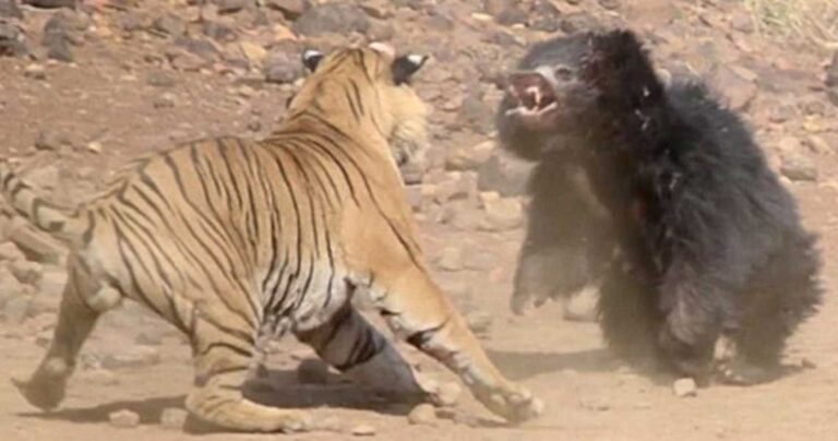 Σπάνια μονομαχία τίγρης με αρκούδα καταγράφτηκε σε βίντεο