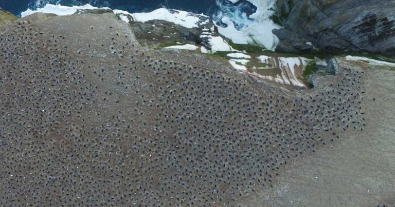 Τεράστια αποικία  1,5 εκατομμυρίων πιγκουίνων ανακαλύφθηκε στην Ανταρκτική