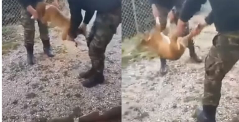 Έρευνα διέταξε το ΓΕΣ για τους οπλίτες που πέταξαν σκύλο σε γκρεμό στην Κόνιτσα