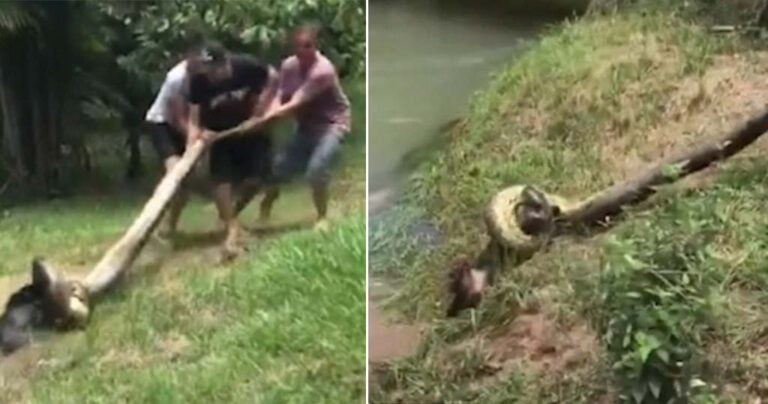 Χωρικοί στην Βραζιλία έσωσαν μικρό σκύλο από ένα τεράστιο ανακόντα