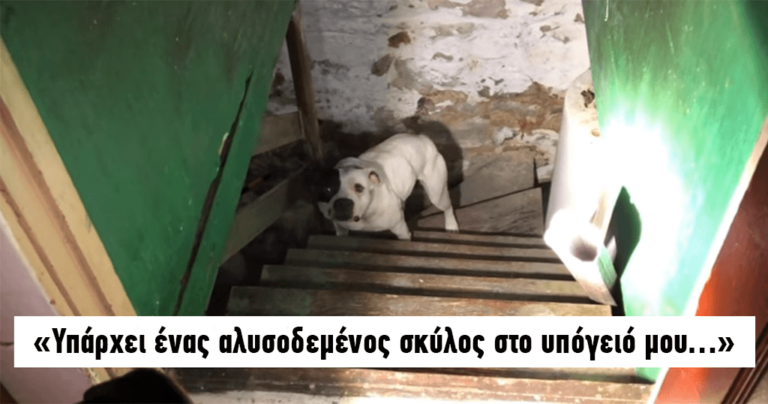 Μετακόμισαν σε νέο σπίτι και βρήκαν έναν εγκαταλελειμμένο σκύλο στο υπόγειο