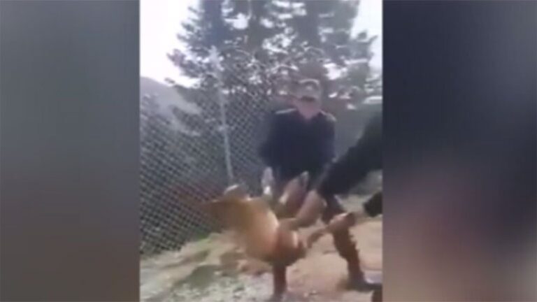 Φαντάροι σε στρατόπεδο των Iωαννίνων πέταξαν ζωντανό σκύλο σε γκρεμό