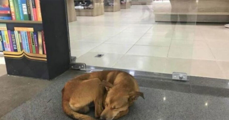 Αδέσποτος σκύλος προκαλεί συγκίνηση με το βιβλίο που έκλεψε και αλλάζει τη ζωή του