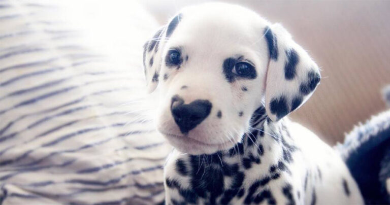 Αξιολάτρευτο κουτάβι με σημάδι καρδιάς στη μύτη θα σας κλέψει την καρδιά