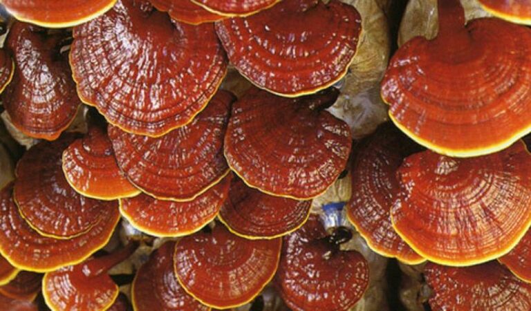 Το σπάνιο μανιτάρι της αθανασίας φυτρώνει στην ελληνική γη