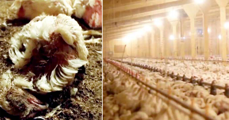 H τρομακτική πραγματικότητα που ζουν τα πουλερικά σε μια φάρμα που προμηθεύει γνωστές εταιρίες