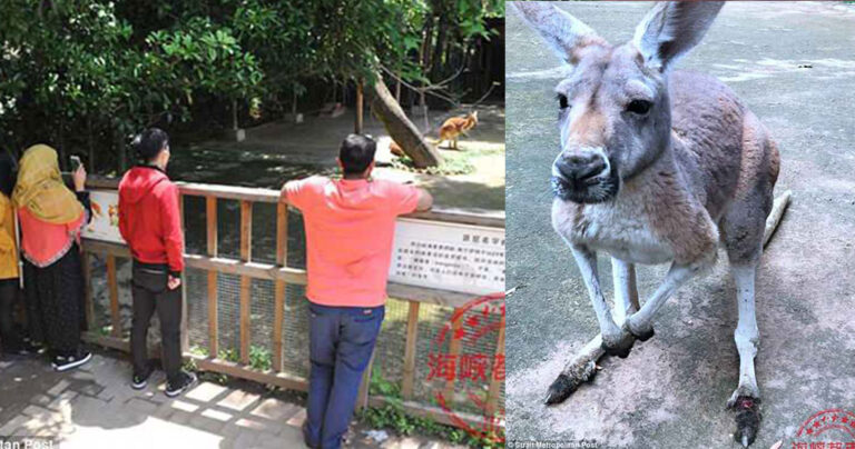 Καγκουρό πέθανε όταν τουρίστες του πετούσαν πέτρες για να πηδήξει και να το φωτογραφίσουν