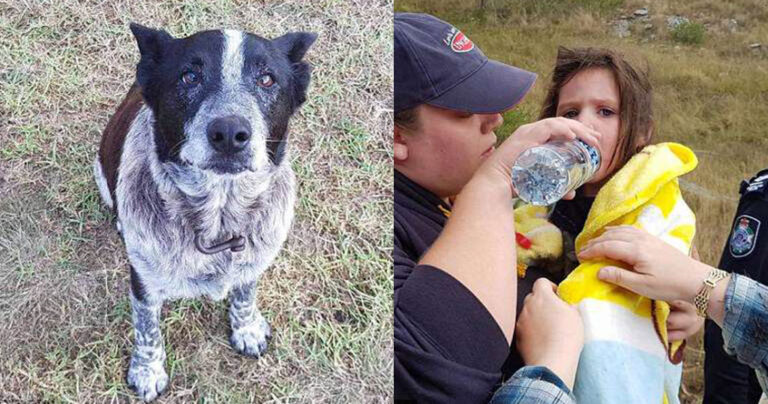17χρονος κουφός και μερικώς τυφλός σκύλος προστάτευσε αγνοούμενο κορίτσι
