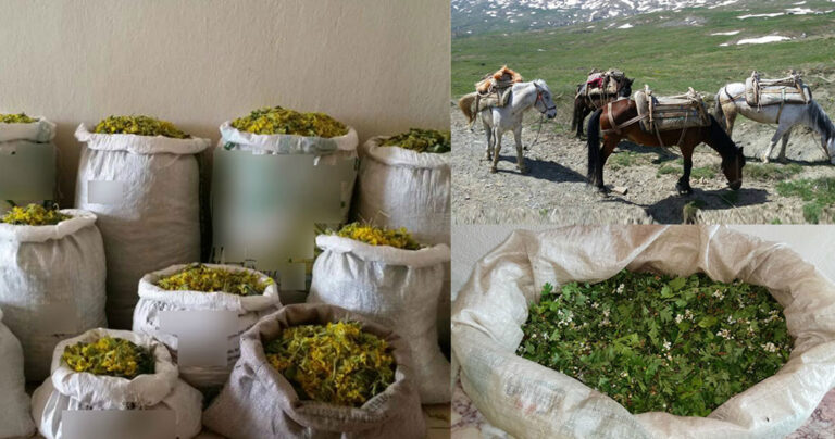 Αλβανοί μπήκαν παράνομα στη χώρα και μάζεψαν 132 κιλά βότανα