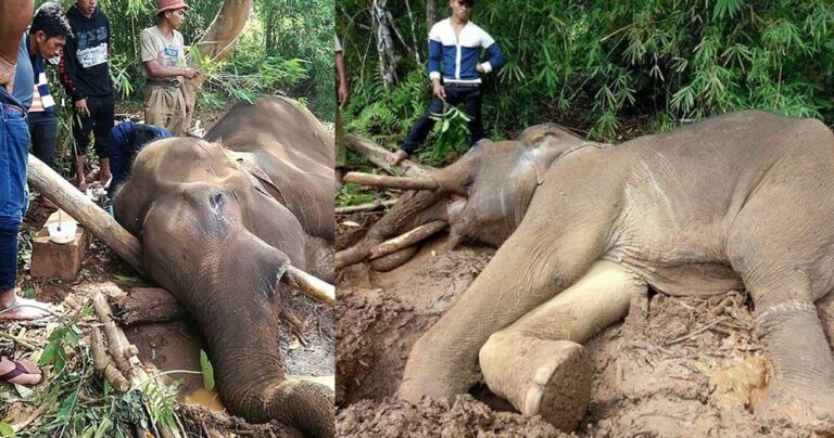 Ελέφαντας πέθανε την πείνας εξαιτίας του ιδιοκτήτη του που αρνούνταν να τον ταΐσει